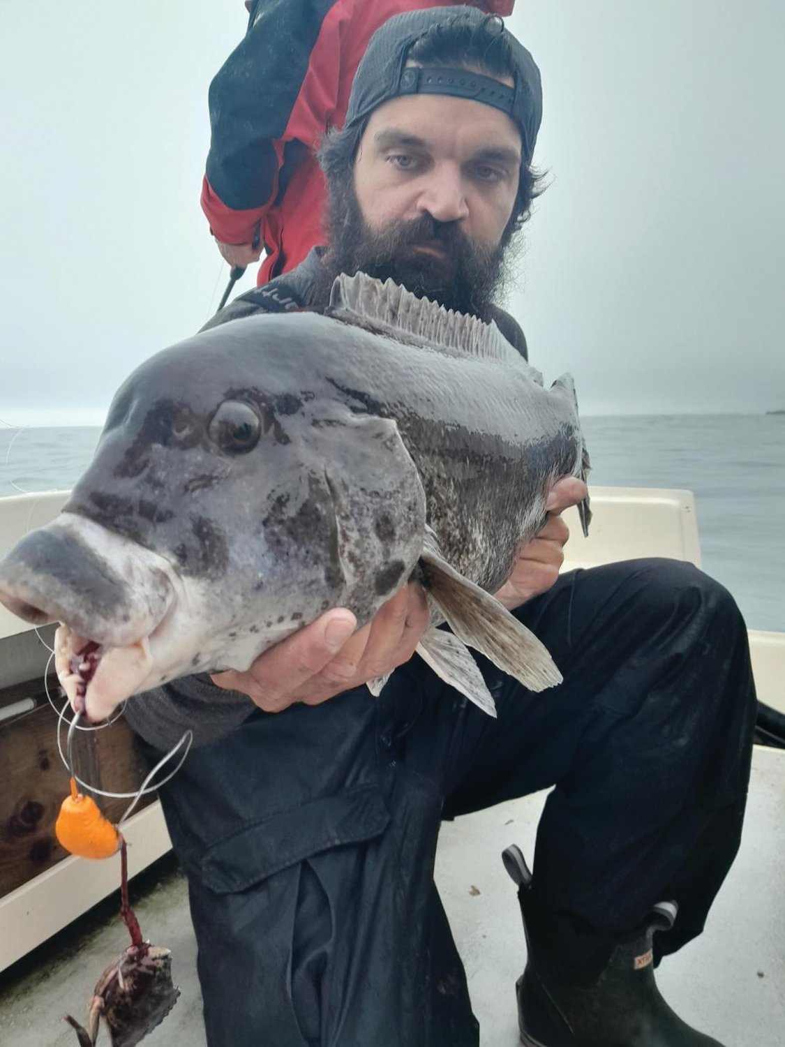NEWPORT TAUTOG: Angler Steve Brustein of North Kingstown with a Newport tautog. Both rigs and jigs are working for tautog anglers. (Submitted photo)
